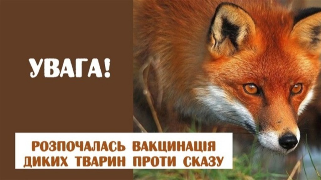Осіння кампанія з пероральної імунізації диких м`ясоїдних тварин проти сказу
